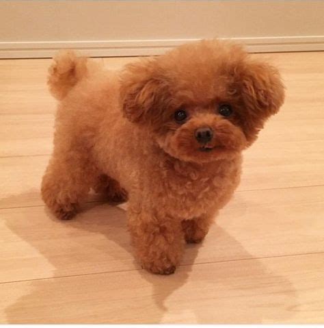 240 best Tea Cup Poodle images on Pinterest | Poodles, Doggies and Dogs