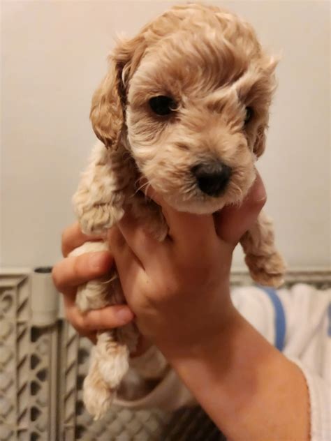 Poodle Puppies For Sale In Michigan