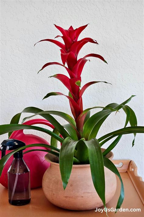 Bromeliad House Plant Bromeliad 'Silver Vase' Indoor Plant House