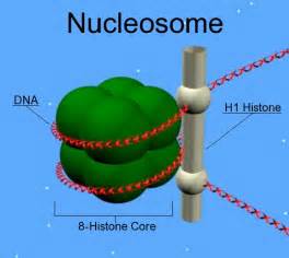 Histone H1 - wikidoc