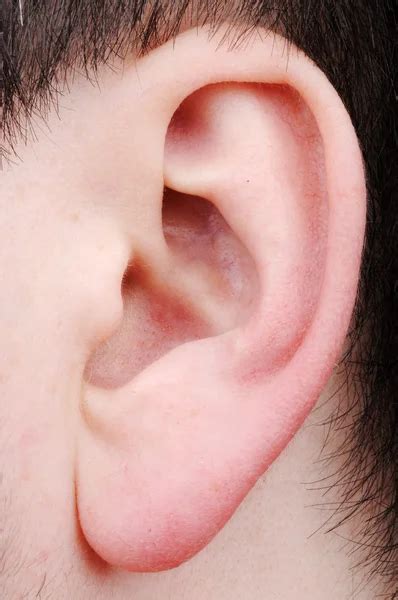 man ear stock  royalty  man ear images depositphotos