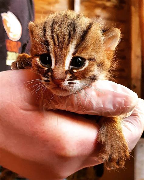 Rusty Spotted Cat Kittens