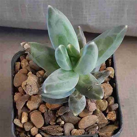 PACHYPHYTUM COMPACTUM - Australian Desert Blooms
