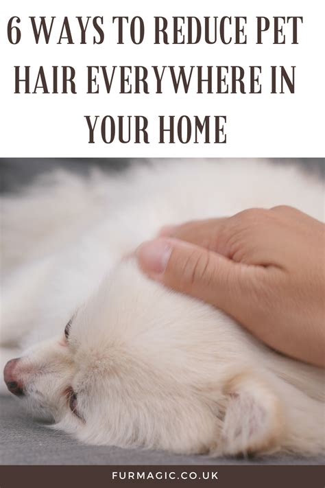 how to reduce pet hair in house