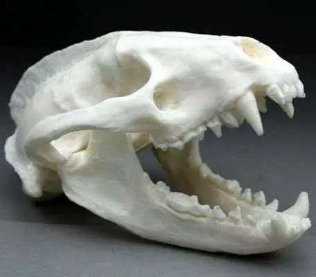 Replica Resin Badger Skull | Starbeck Education