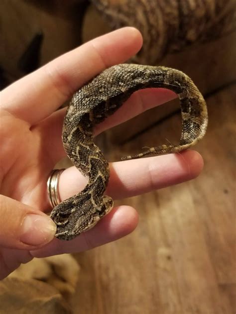 Wet Specimen Rare Puff Adder Venomous Snake Taxidermy Mount - Etsy