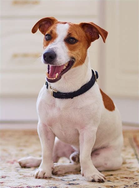 Full Grown Teacup Jack Russell Terrier Flash Sales | dakora.com.co