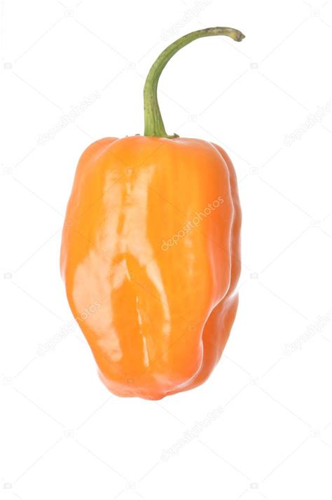 Isolated Orange Habanero Pepper — Stock Photo © ejkrouse #13517918