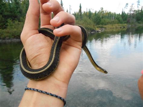 10 Boundary Waters ideas | boundary waters, bannock bread, beer pancakes