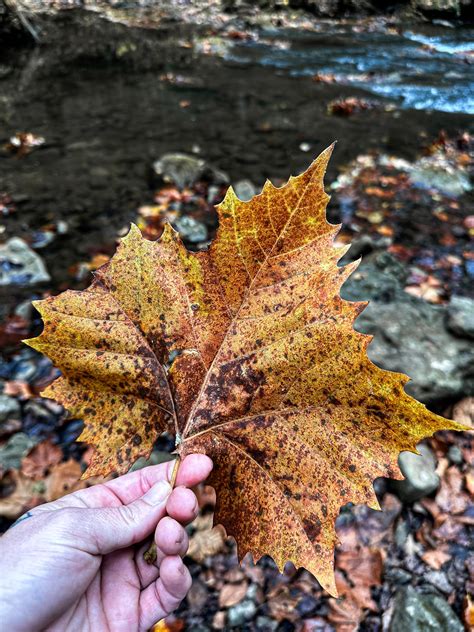 A leaph. : r/AutumnPorn