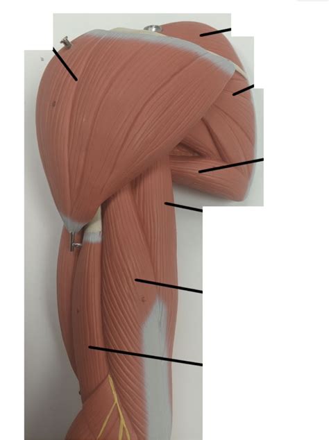 Muscles of shoulder girdle Diagram | Quizlet