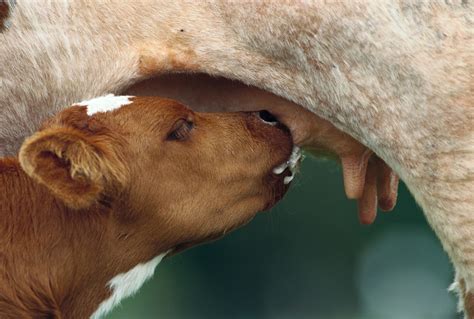 30 Unforgettably Sweet Moments Between Animal Moms and Babies
