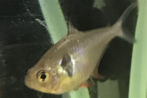 black phantom tetra whats  fish