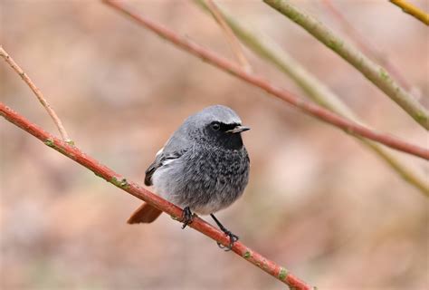 Der Hausmann Foto & Bild | tiere, wildlife, wild lebende vögel Bilder ...