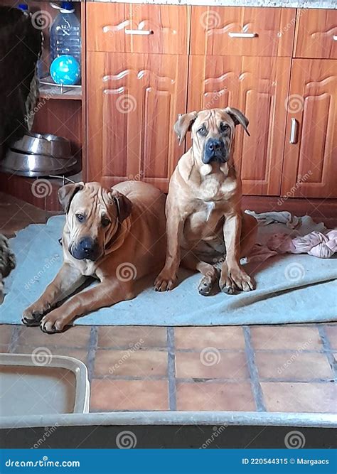 Two young Boerboel puppies stock image. Image of boerboel - 220544315