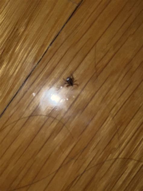 What is this bug? In Boston MA : r/whatisthisbug