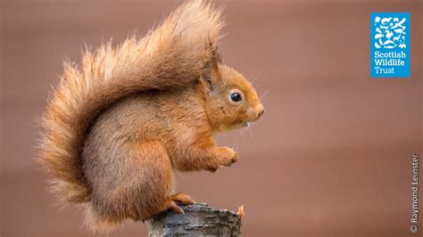 Red squirrel | Species profile | Scottish Wildlife Trust