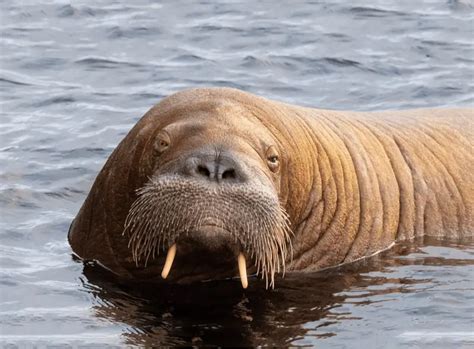 animals  whiskers  examples pictures
