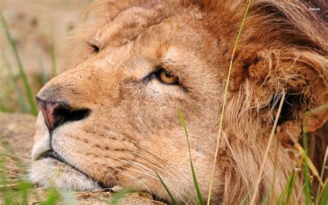 Lion head HD wallpaper | Lion pictures, Cat predators, Lion wallpaper