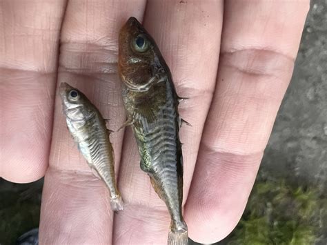 Unarmored Three-spine Stickleback — Elba Mora Photography