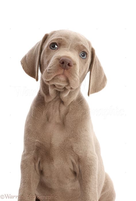 dog weimaraner puppy portrait photo wp