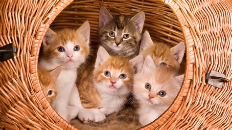 Красивые картинки котят