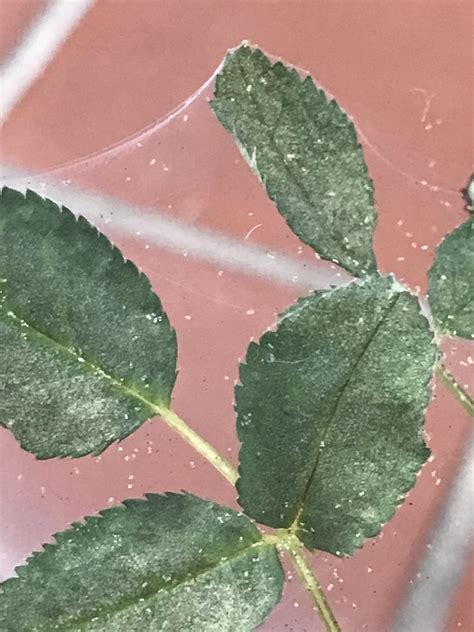 Very small bugs in mini rose bush ( north Florida) : r/whatsthisbug
