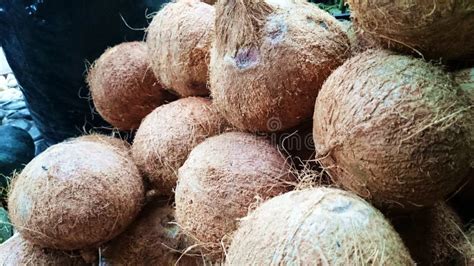 Coconut (niyog) from Quezon Province Philippines Stock Photo - Image of ...