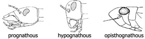 Insects and mouthparts