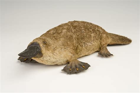 Platypus venom | UCL Researchers in Museums