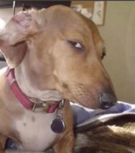 sus dog flip side eye dog   funny face photo funny faces