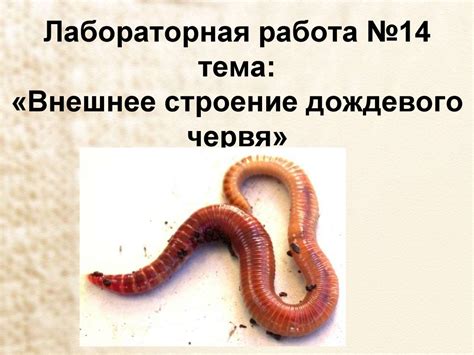 Тип Кольчатые черви - презентация онлайн
