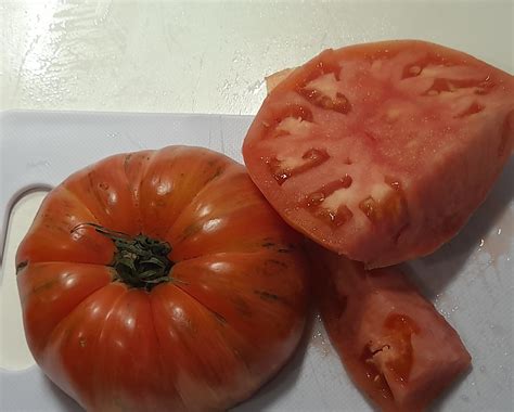 Томат Джаз: описание сорта, ОТЗЫВЫ (10), фотоТомат Джаз | tomatland.ru