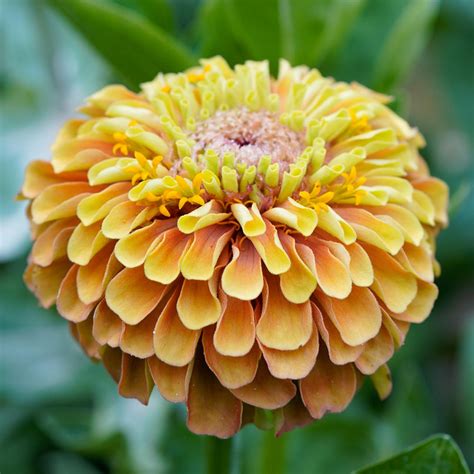 Queeny Lemon Peach Zinnia (Zinnia elegans) - Annie's Heirloom Seeds