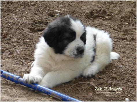 #pyrenees #dog #Mastiff | Mastiff puppies, Big dog breeds, Pyrenean mastiff