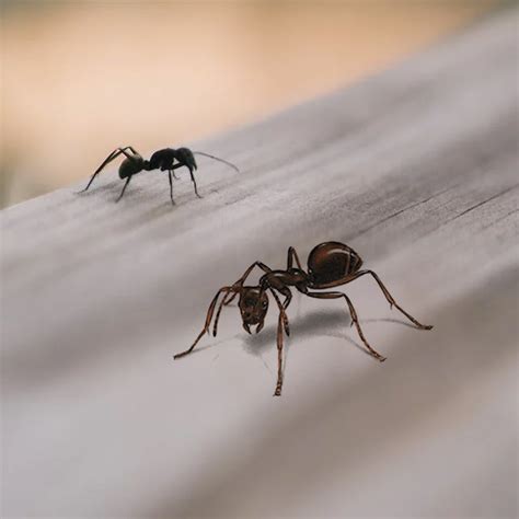 Canadian ant types - Get 'Em Out Wildlife Control Inc.