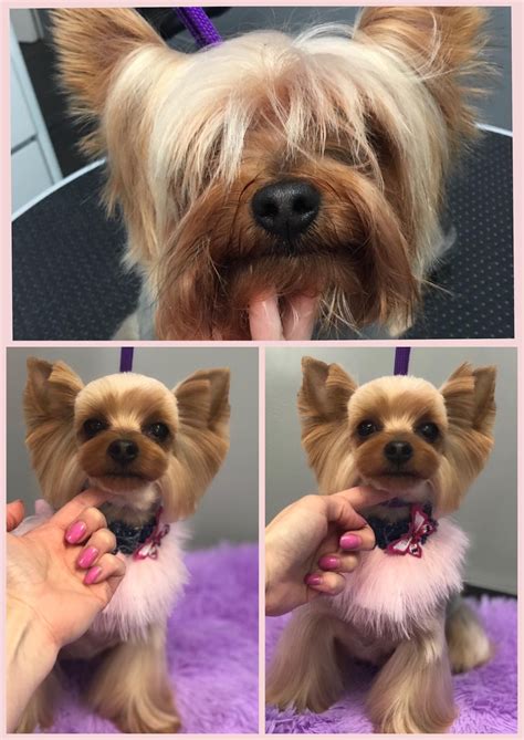 yorkie hair cuts 1