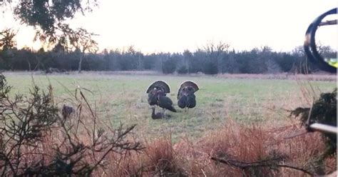 Self-Filmed Video: Bowhunting Wild Turkeys From… | Grand View Outdoors