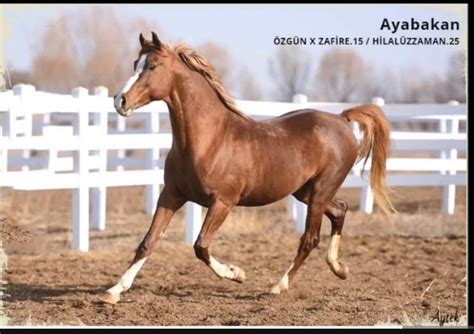 Хийморь сугалаат худалдаа🏇