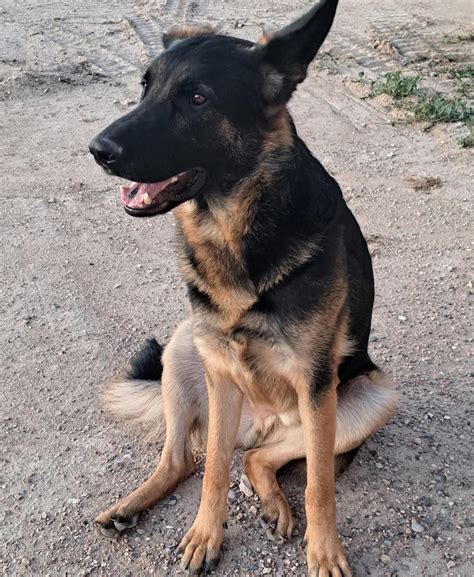 Front Range German Shepherd Rescue