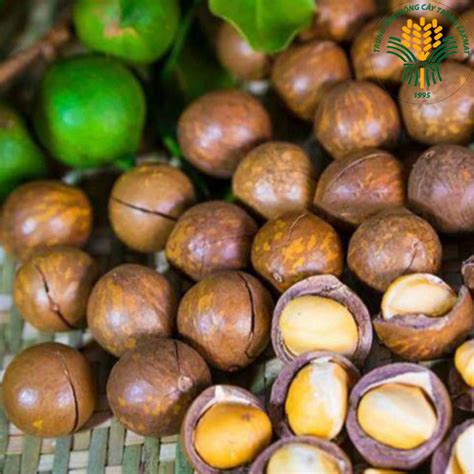 giong mac ca oc vien eakmat