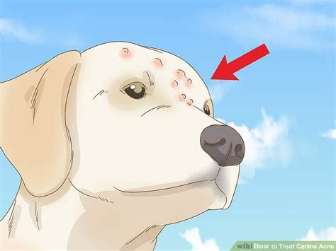 how to treat dog acne