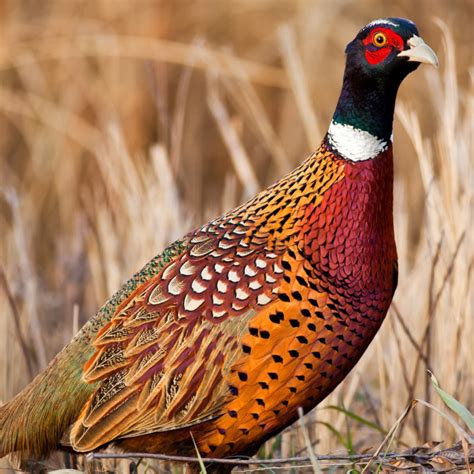 ring necked pheasant