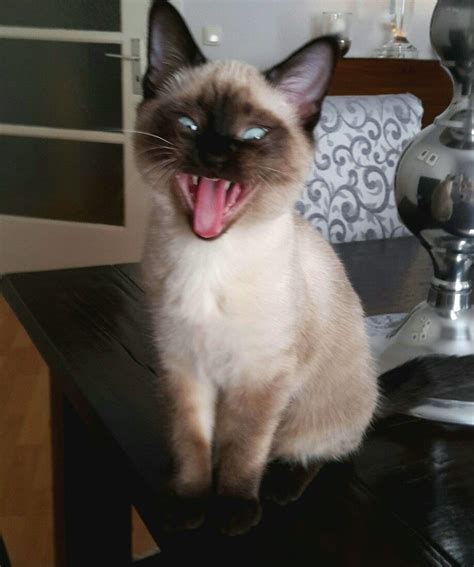 Pin von Beverly Maslak auf Siamese kitten | Katzen fotos, Katzenfotos ...