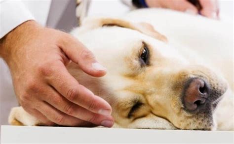 Is Benadryl Safe For Dogs? Everything You Need To Know Before You Dose!