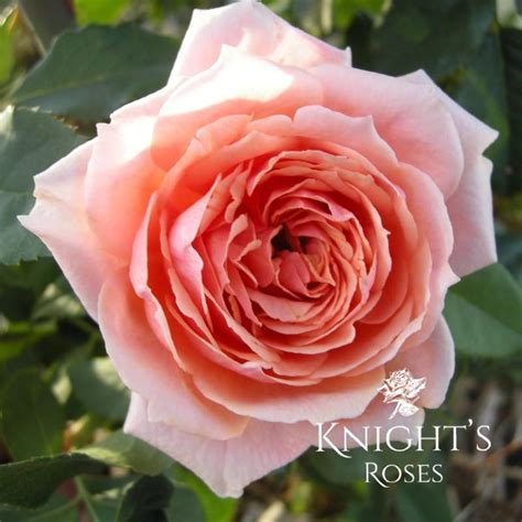 Paul Bocuse - BUY THIS ROSE ONLINE - Knight's Roses Australia