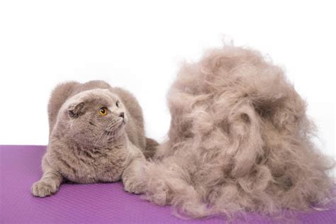 340+ Persian Cat Haircuts Stock Photos, Pictures & Royalty-Free Images ...