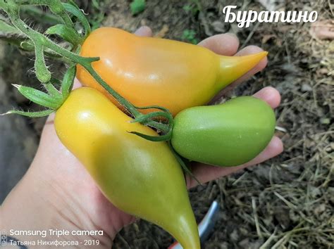 Томат Буратино: ОТЗЫВЫ (8), фото, описание и характеристика | tomatland.ru