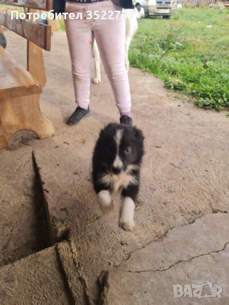 Бордър коли в Бордър коли в гр. София - ID41981738 — Bazar.bg