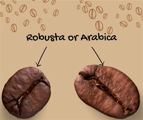 Arabica Vs Robusta Coffee Beans
